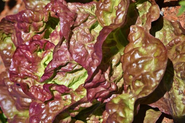 lollo rosso, cut salad, lettuce