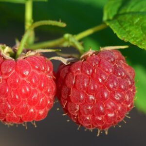 raspberry, fruit, berry