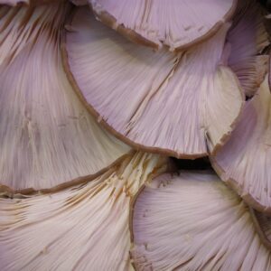 Champignon Pleurotes